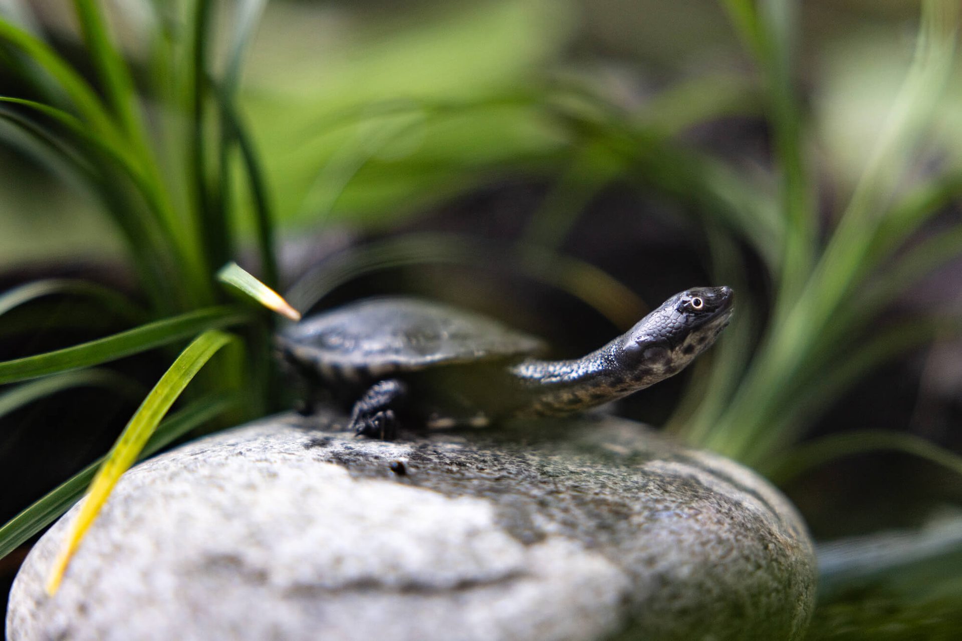 Small turtle on a wet rock, green plants in background.