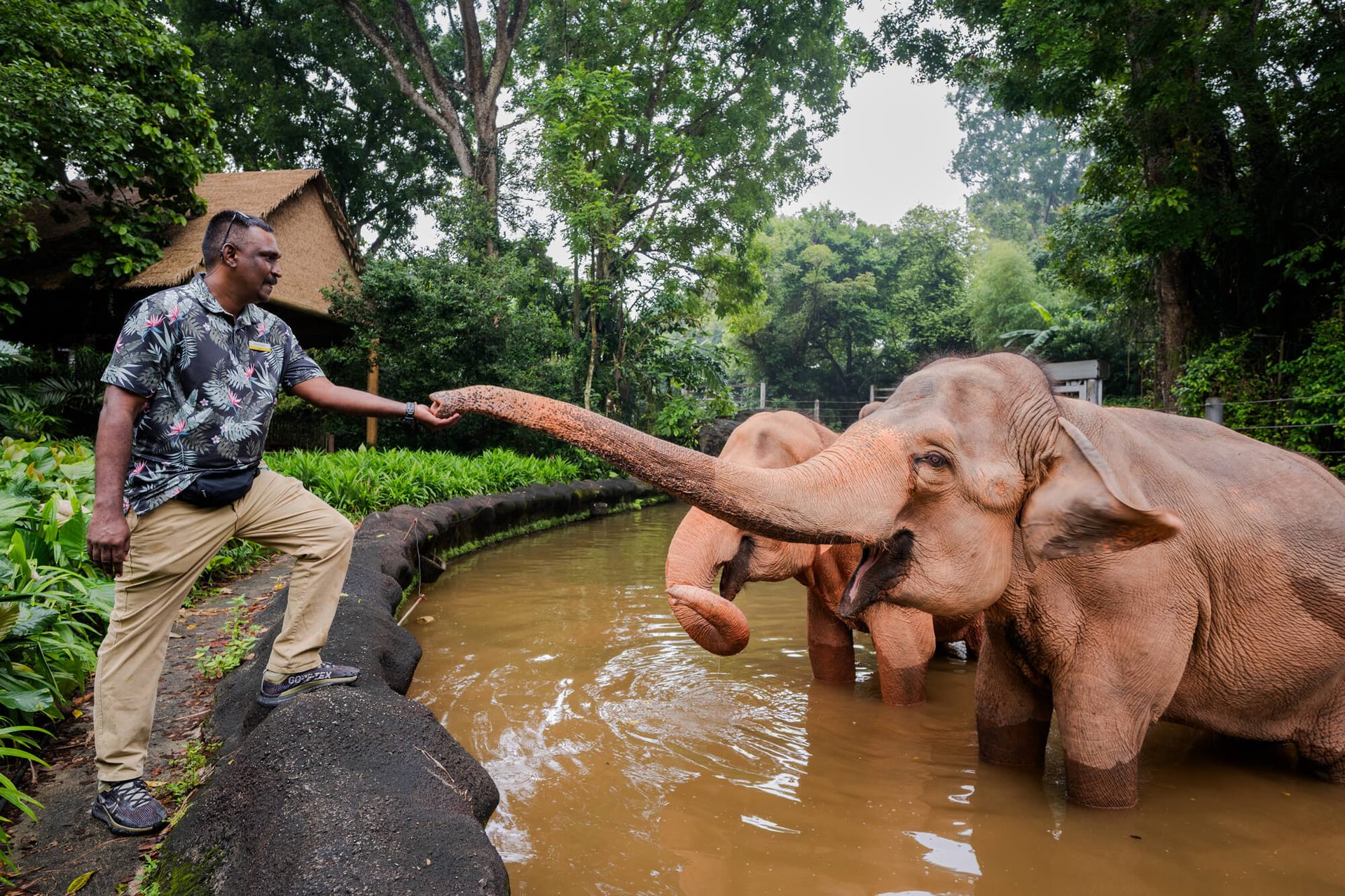 A man extends his hand to an elephant's trunk in water, with another elephant behind it.