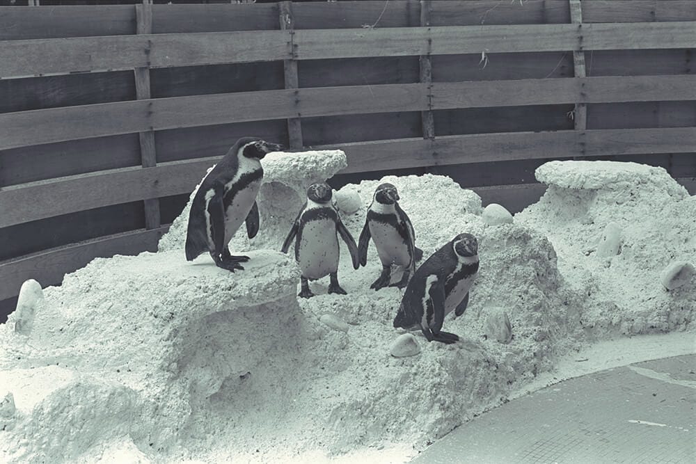 Monochrome photo: Four penguins on a snowy exhibit with a wooden fence in the background.